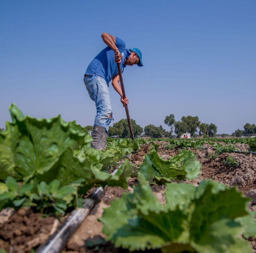 ¿Dónde se Distribuyó la Lechuga Iceberg? Foto: Cuartoscuro